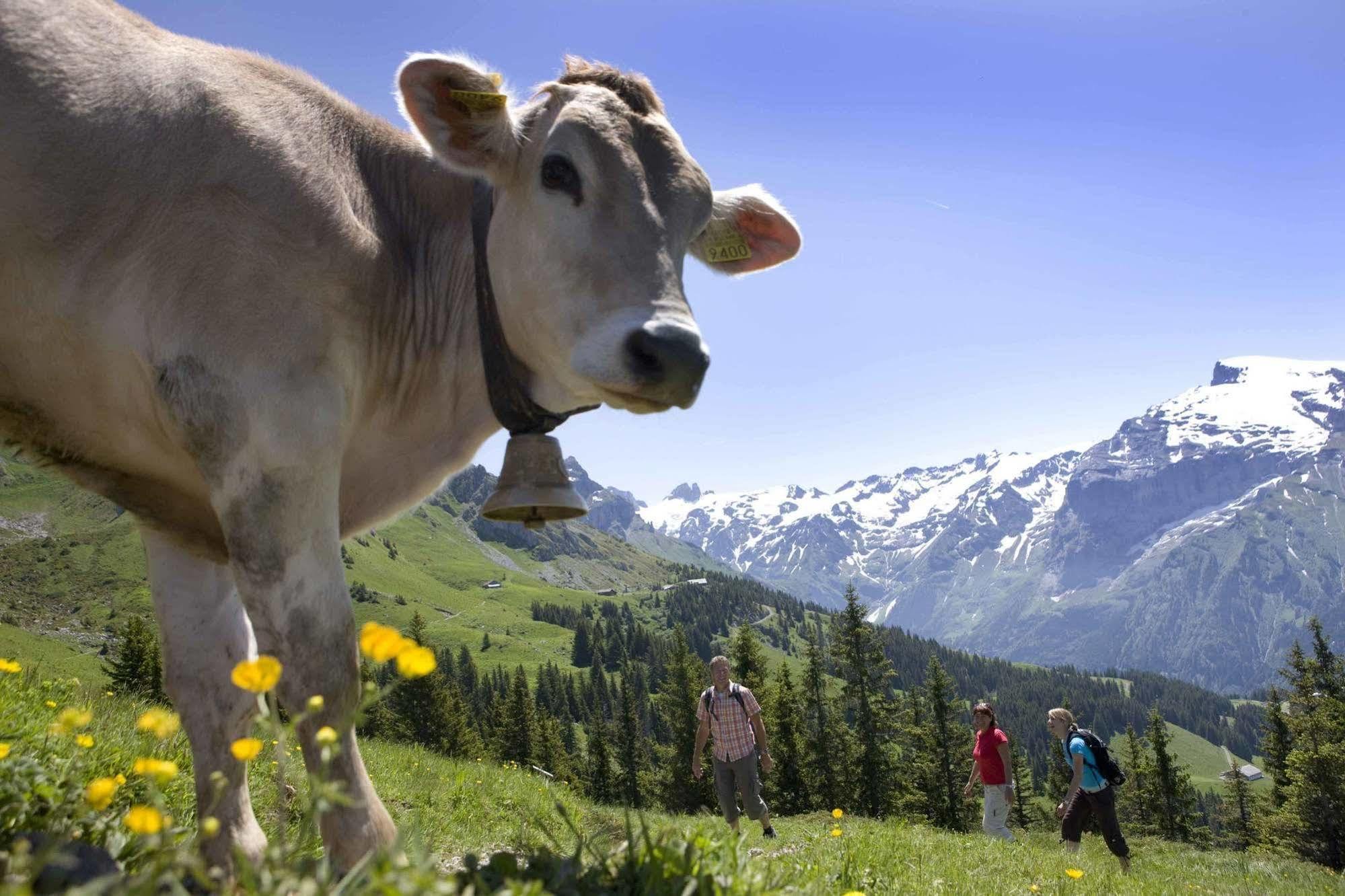 Berglodge Restaurant Ristis Engelberg Esterno foto